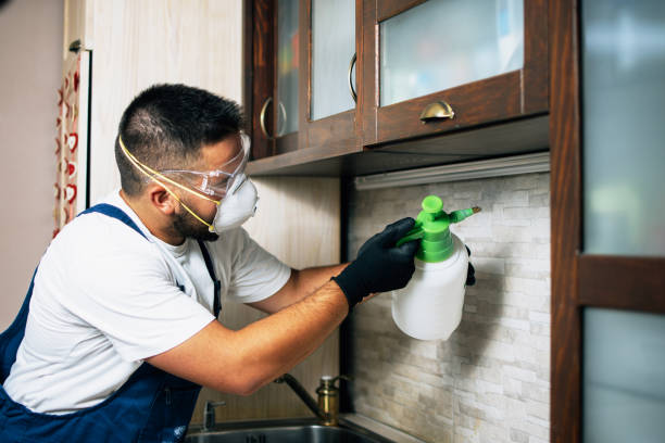 Best Local Pest Control Services  in Methuen Town, MA