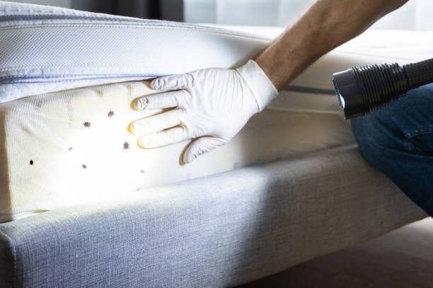 Best Best Pest Control Companies  in Methuen Town, MA