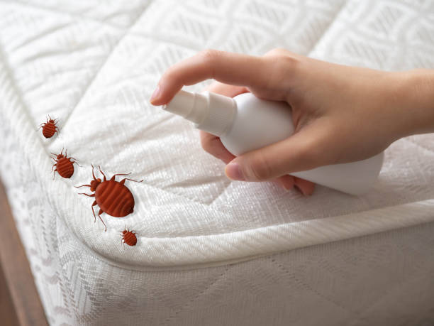 Best Bed Bug Extermination  in Methuen Town, MA