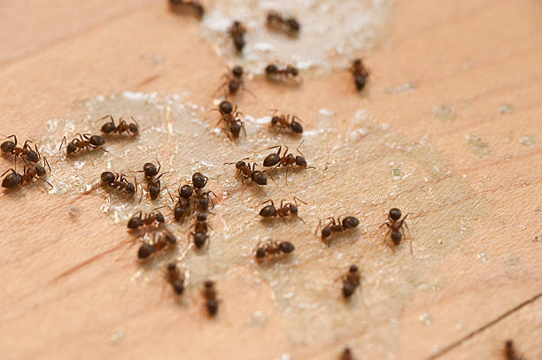 Best Commercial Pest Control Services  in Methuen Town, MA