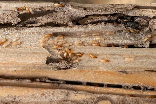Best Residential Pest Control  in Methuen Town, MA